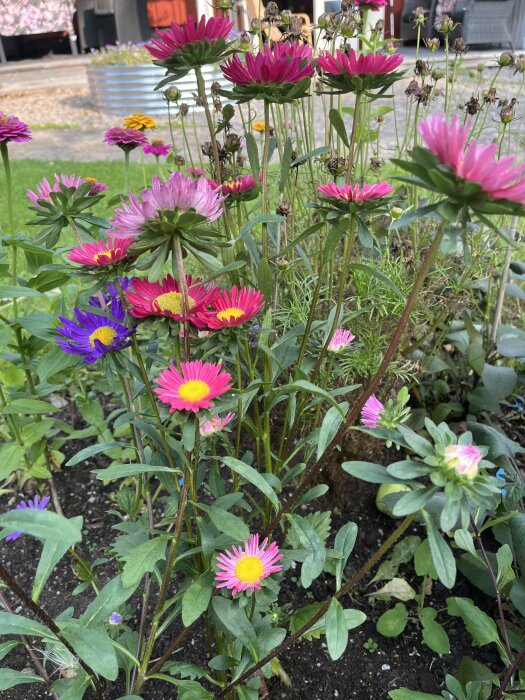 Färgglada blommor, främst i nyanser av rosa och lila, blommar i en trädgård med grönska och en utomhusmiljö i bakgrunden.