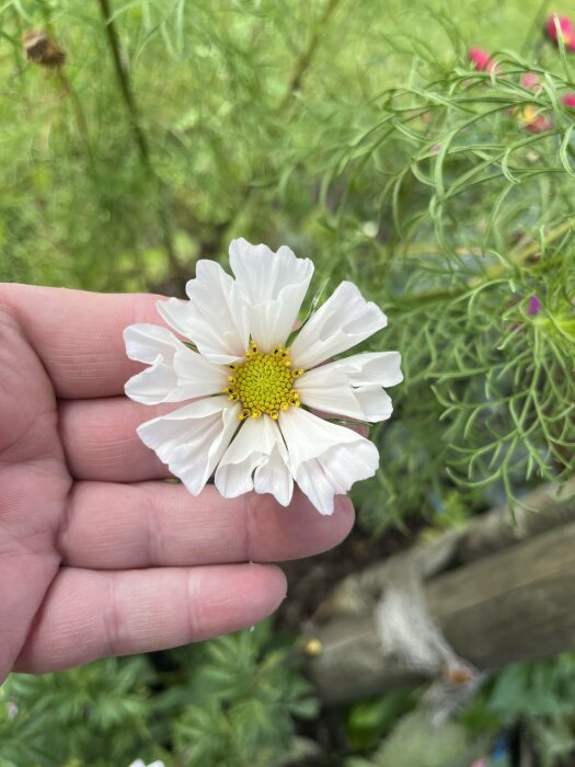 En hand håller en vit blomma med gul mitt i en trädgård.