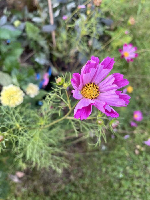 Närbild på en rosa blomma med gul mitt i en trädgård, omgiven av grönt bladverk och fler blommor i bakgrunden.