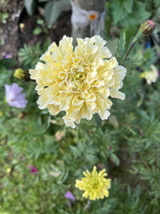 En gul blomma i en trädgård, omgiven av gröna blad och några andra blommor i bakgrunden.