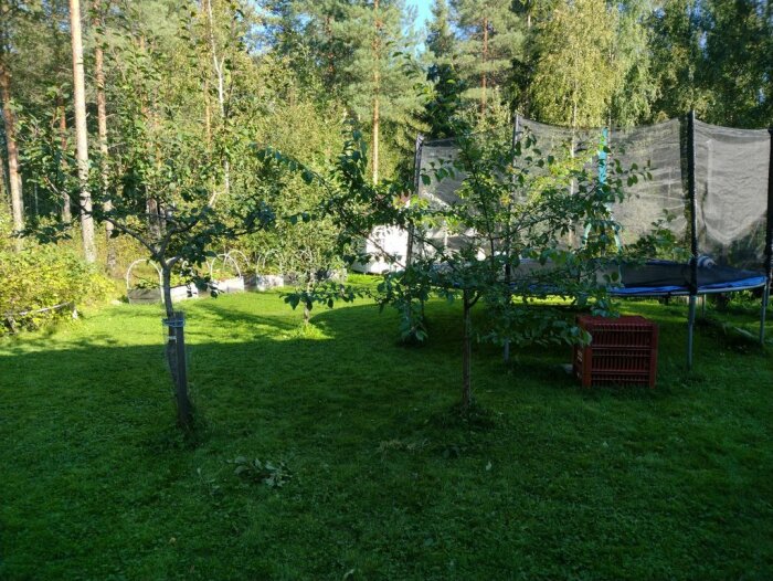 Två plommonträd på en gräsmatta, det vänstra trädet är beskuret en del för att växa uppåt medan det högra är buskigare och breder ut sig åt sidorna.