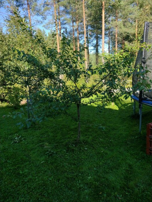 Plommonträd i grön trädgård med klippta grenar som växer ut åt sidorna, andra träd synliga i bakgrunden mot en blå himmel.