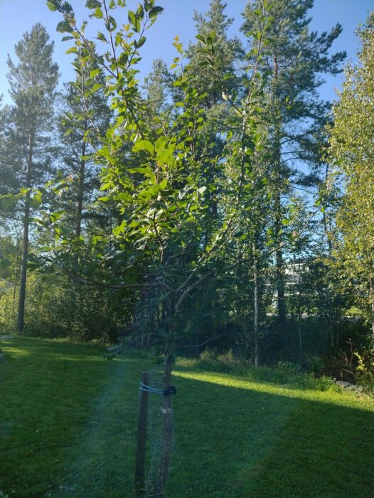 Ett plommonträd mitt på en gräsmatta omgivet av skog. Trädet är beskuret och bundet till en stödstolpe. Bakgrunden består av höga granar under en klarblå himmel.