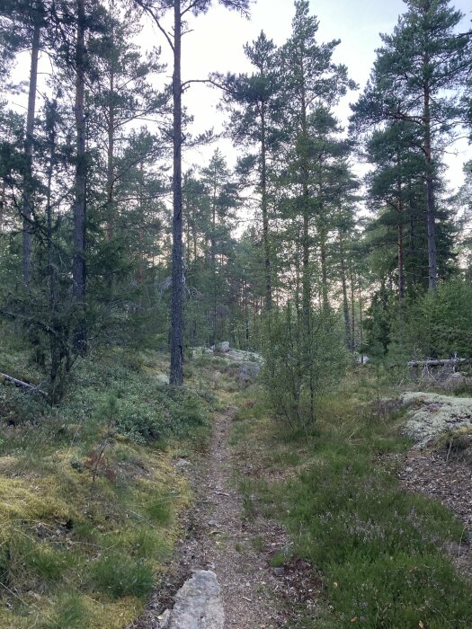 Skogsstig som slingrar sig genom tät skog med höga träd och grön vegetation på marken en molnig dag.