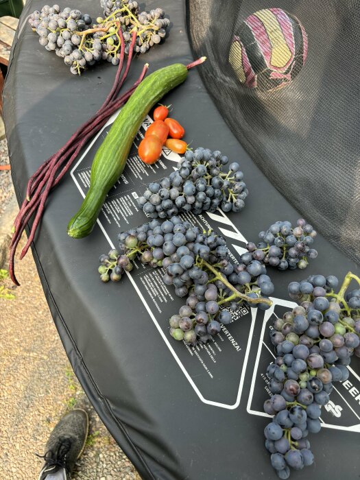 Färsk skörd på en trädgårdsstol: vindruvor, en zucchini, några tomater och flera långa bönor ligger brevid en boll.