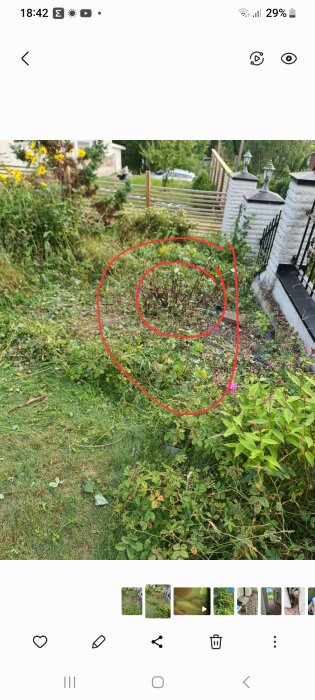 Nedfälld rosbuske i trädgården, inringad i rött. Grenar och löv ligger spridda på marken. Trästaket och vita pelare syns i bakgrunden.