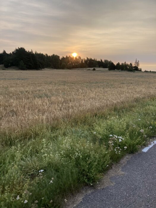 Solnedgång över ett stort fält med högt gräs och vilda blommor, skog i bakgrunden och en asfalterad väg i förgrunden.