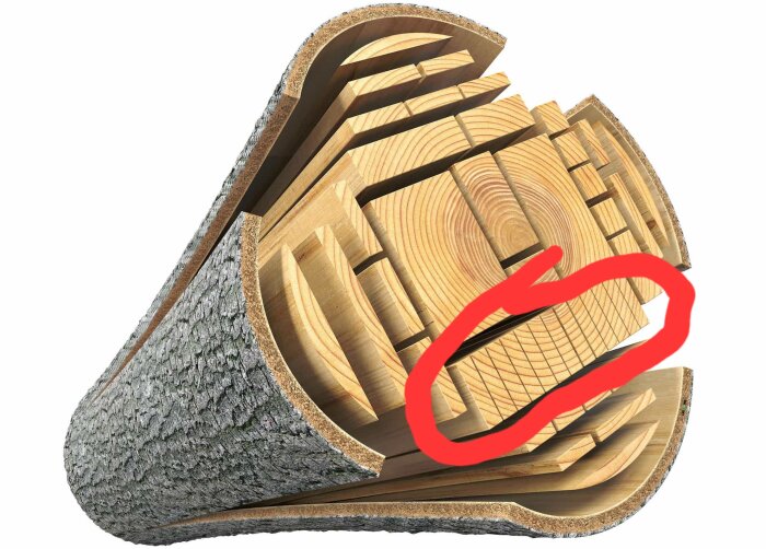 Tvärsnitt av en trädstam som visar olika skärprover av virke och årsringar, markerat med en röd cirkel runt en del som illustrerar årsringarnas orientering.