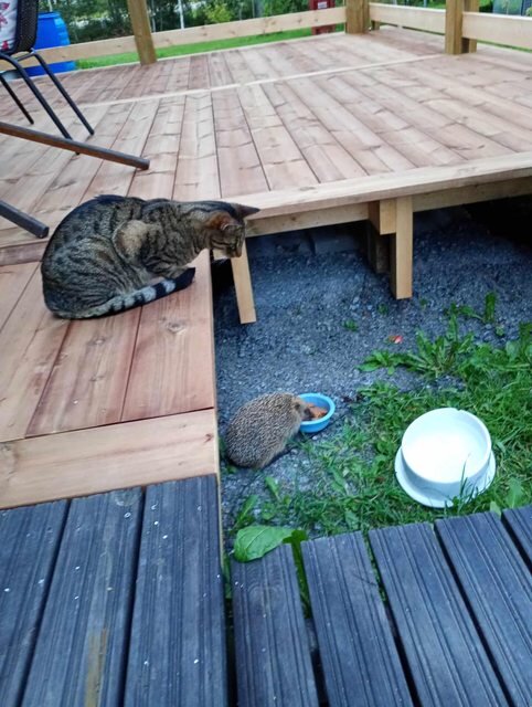 En katt sitter på en träveranda och tittar på en igelkott som äter från en skål på marken nedanför.