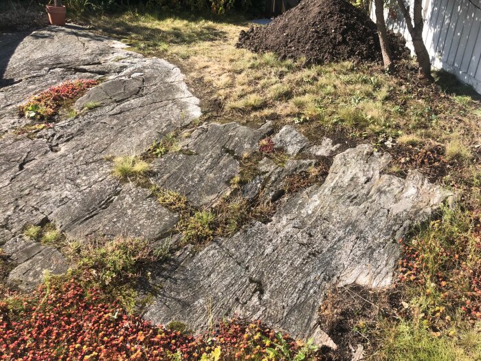 Bild av bergsknalle med gräs och blommor runt om, större jordhög i bakgrunden intill träd och vit byggnad.