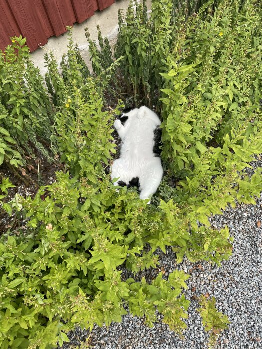 En svartvit katt ligger på rygg i rabatten med gröna växter och grus runt omkring. Husväggen i bakgrunden syns också.