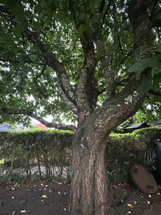 Stor körsbärsträdstam med yviga grenar och gröna blad, längs med en häck och nära några hus i en trädgård.