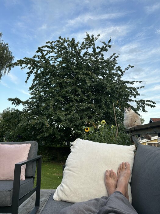 Ett storvuxet körsbärsträd med tätt lövverk och en klarblå himmel i bakgrunden. I förgrunden syns fötter vilande på en utesoffa, en vit katt sitter på staketet intill.