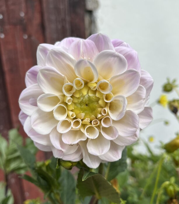 Närbild på en blommande Dahlia med ljusa, rosa- och vittonade kronblad mot en träpanel i bakgrunden.