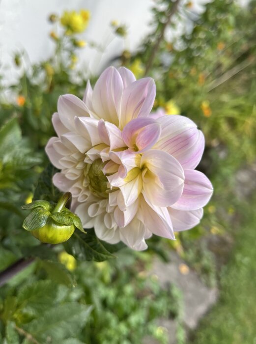 Blekgul och rosa dahlia som blommar i trädgården med suddig bakgrund av gröna blad och andra gula blommor.