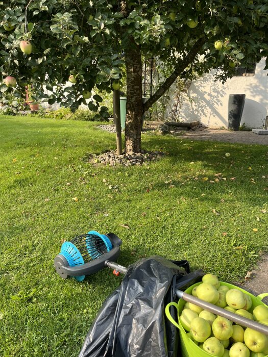 Äppelträd med frukt samt trädgårdsredskap och hink med äpplen på gräsmatta, omgiven av gröna löv och några fallna äpplen.