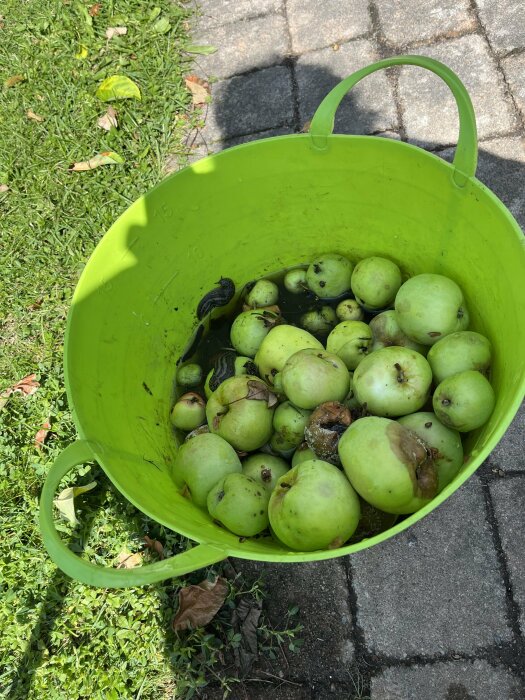 Gröna äpplen och en svart snigel i en grön hink med vatten, placerad på stenplattor bredvid gräs.