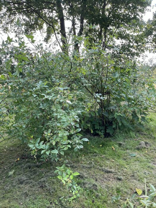 Bild av en övervuxen rosenbuske med långa grenar omgiven av träd och gräs. Rabatten runt busken är synlig med viss markvegetation och döda växtrester.