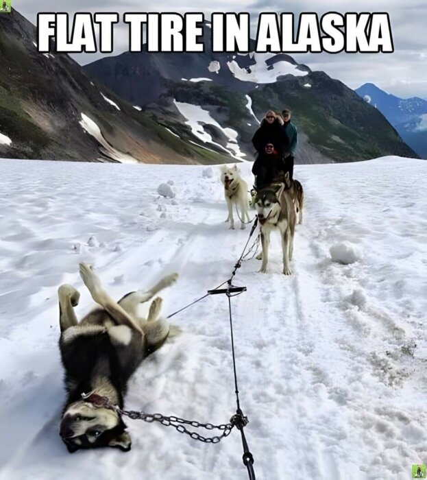 Skrlitten med tre personer och fyra hundar på snötäckt mark med berg i bakgrunden, där en av hundarna ligger på rygg. Texten "FLAT TIRE IN ALASKA" är överst i bilden.