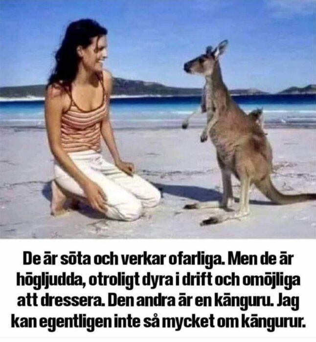 En kvinna knäböjer och skrattar på en strand framför en känguru som står upp. Bakgrunden visar blått hav och en bergig horisont.