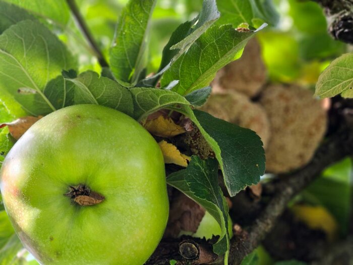 Friskt grönt äpple på en gren omgiven av blad, med flera angripna äpplen i bakgrunden.