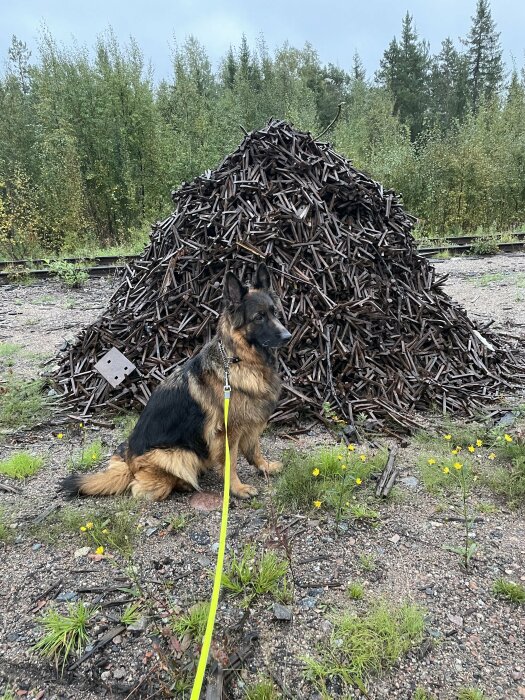 En schäferhund med koppel sitter framför en hög med gamla järnvägsrälsdelar, omgiven av grus, gröna växter och träd i bakgrunden.