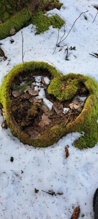 Grön mossa som omger en hjärtformad fördjupning i marken, med snö och vissna löv runt omkring. Grenar och små växter synliga på snön.