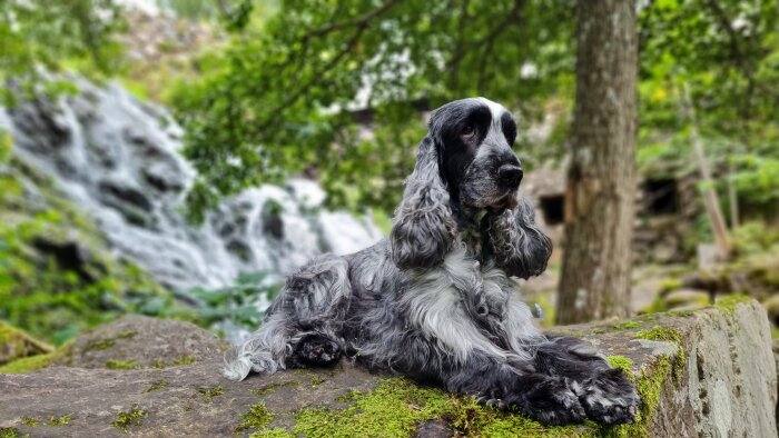 Gråsvart cockerspaniel vilar på mossig sten framför suddig bakgrund med vattenfall och träd i Röttle.