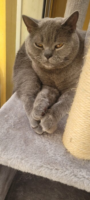 En grå, brittisk korthårskatt sitter på en klösmöbel och tittar ut genom fönstret. Katten ser lugn och avslappnad ut.