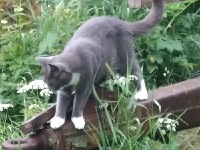 Grå och vit katt med svullen tass står på en träbänk i en trädgård med grönt gräs och vita blommor.