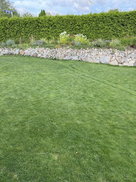 Välskött gräsmatta med stenar längs en kant och en häck samt blommor i bakgrunden under en molnig himmel.