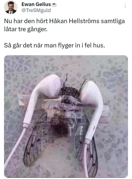 Bild på en död insekt fastnat mellan två vita hörlurar. En skämtsam text om Håkan Hellström syns över bilden.