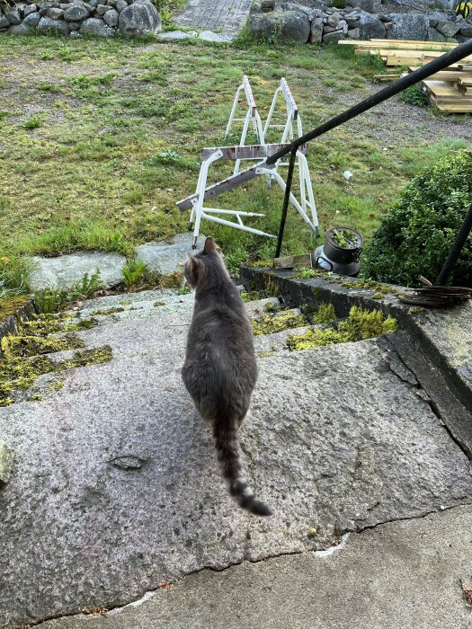 En grå katt promenerar nerför en trappa mot en gräsmatta med byggmaterial i bakgrunden.