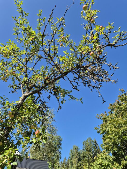 Gamla äppelträdets grenar med mossa, några frukter, en del döda grenar, och en klar blå himmel i bakgrunden.