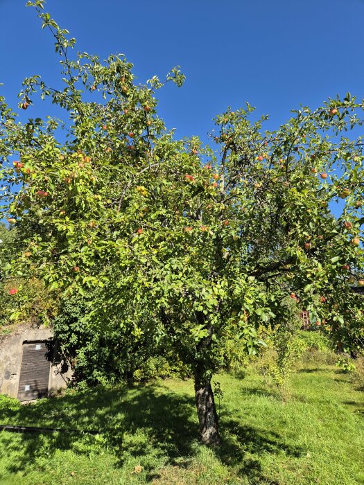 Risigt äppelträd med mossa och döda grenar bär frukt i en solig trädgård.