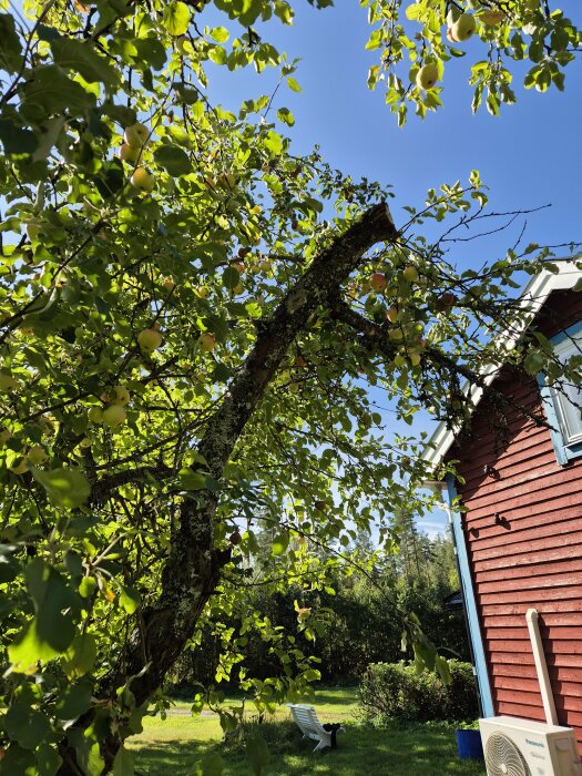 Gammalt äppelträd med mossa och döda grenar framför ett rött trähus, med några äpplen kvar på grenarna och en stol i bakgrunden.