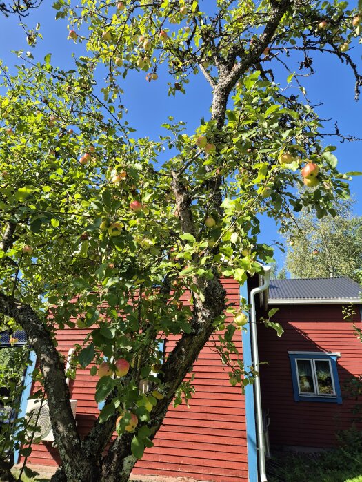 Gammalt äppelträd med mossa och döda grenar framför ett rött hus med vita och blå detaljer, med några äpplen i trädet.