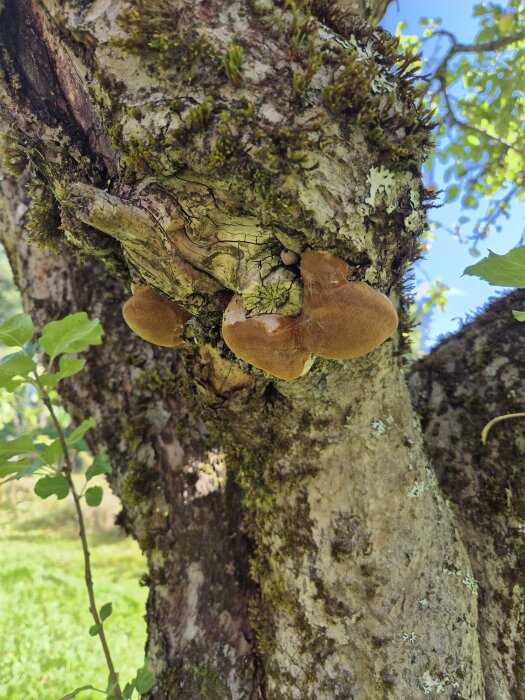 Närbild av en mossig äppelträdstam med stora svampar som växer på den, omgiven av några gröna blad.