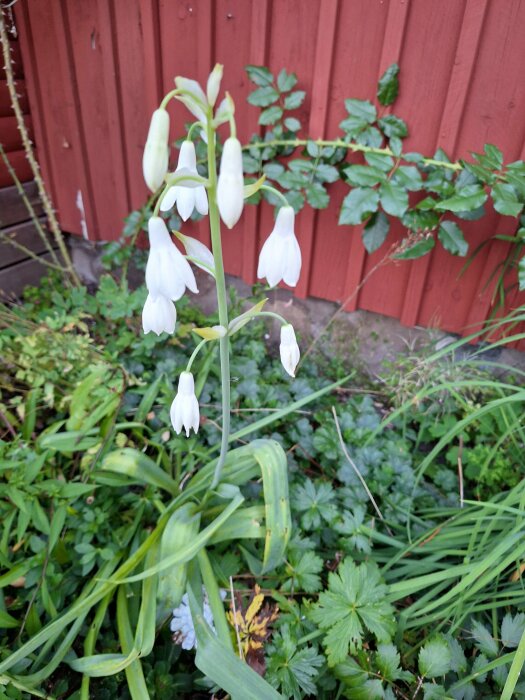 Vit kaphyacint som växer på friland framför en röd trävägg täckt med gröna blad.