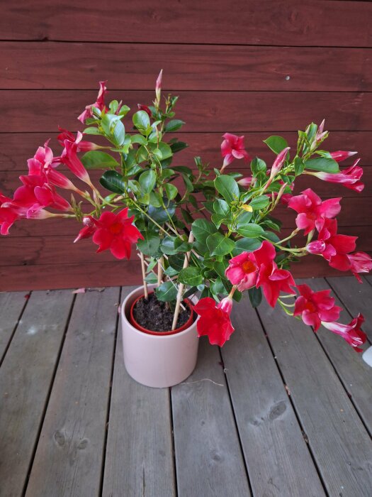 Bägarranka med röda blommor i en vit kruka, placerad på en trall med träpanel som bakgrund.