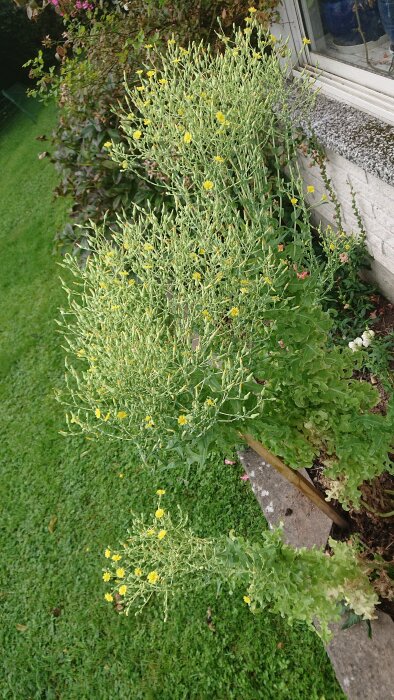 Blommande sallat som planterades i oktober, med gula blommor och gröna blad, bredvid ett hus och en gräsmatta.