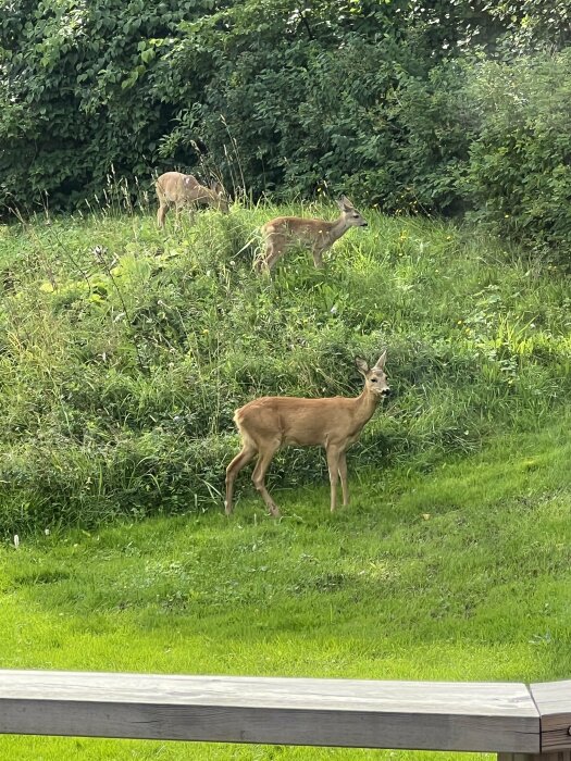 Tre rådjur betar i en grönskande trädgård med tät skog i bakgrunden.