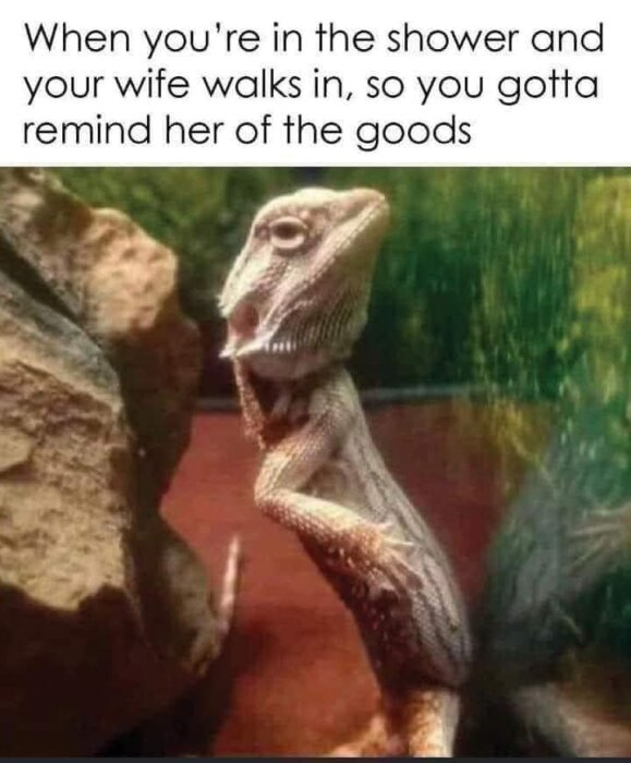 En ödla står med en pose bredvid en sten i ett terrarium. Texten ovan lyder "When you're in the shower and your wife walks in, so you gotta remind her of the goods.