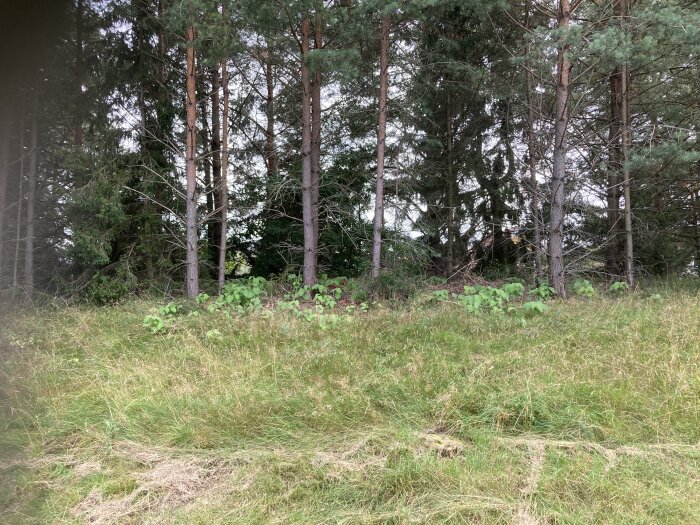 Ett område vid skogskanten med gräs och unga träd framför äldre, högre barrträd. Inget avfall syns på marken.