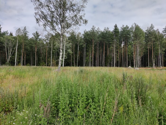 Bild på en skogstomt med gräs och blommor. I främre delen av bilden syns högt gräs, medan det i bakgrunden finns en skog där man kan se flera träd, inklusive en björk.