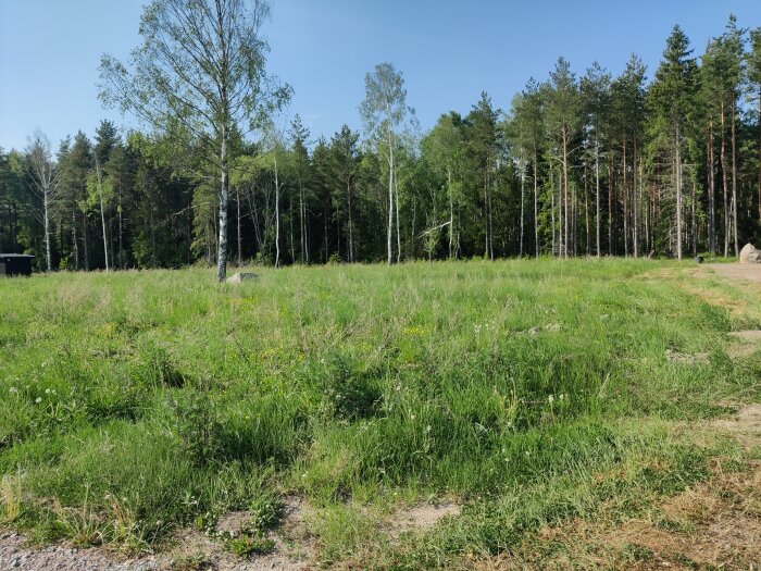 Gröna ängar med gräs och blommor med två kvarvarande björkar och en närliggande skog som bakgrund på en tomt som tidigare var skogtäckta.