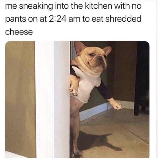 Bulldogg iklädd tröja smyger runt ett hörn in i ett rum. Texten ovanför lyder: "me sneaking into the kitchen with no pants on at 2:24 am to eat shredded cheese".