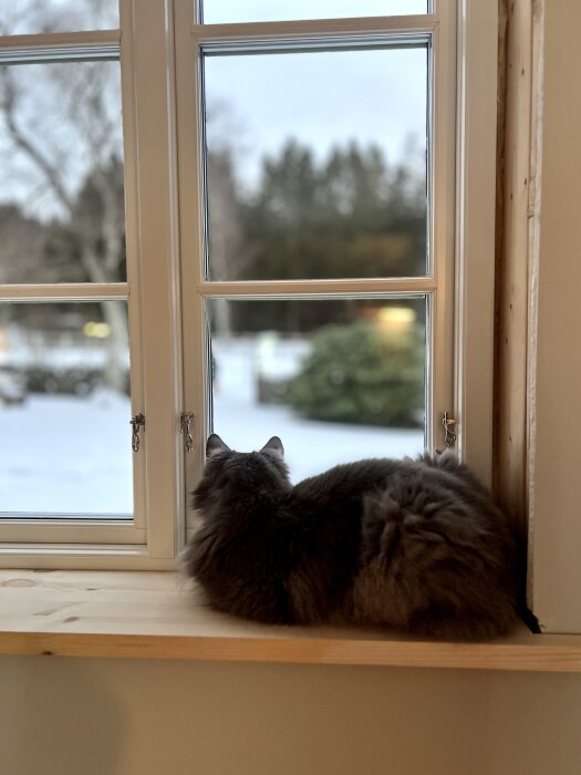 En grå katt ligger på en fönsterbräda och tittar ut genom ett fönster. Det är vinter utanför med snö på marken.