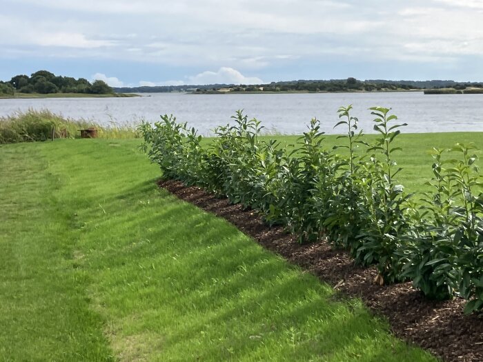 Nyplanterad häck vid en gräsmatta som lutar åt vänster, med en sjö och skog i bakgrunden.