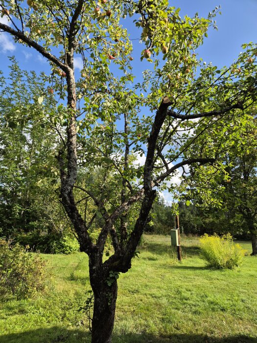 Ett beskuret träd med mycket lavar på grenarna står i en grön trädgård med blå himmel i bakgrunden.